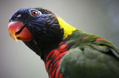 Close-up of bird