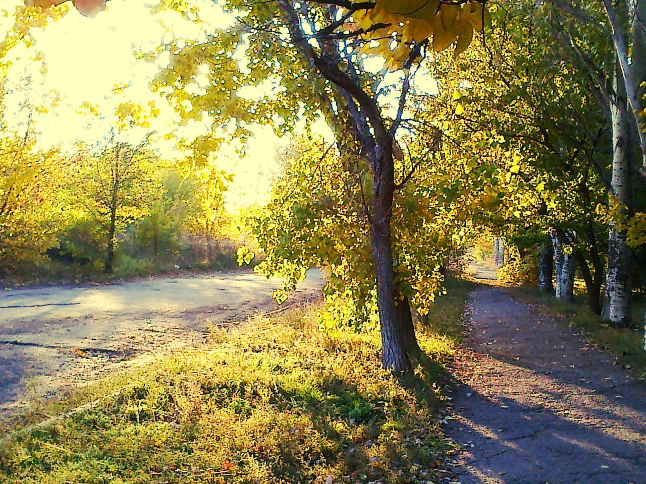 tree, the way forward, yellow, growth, road, autumn, street, transportation, nature, diminishing perspective, sunlight, tranquility, footpath, change, leaf, branch, plant, empty road, outdoors, day