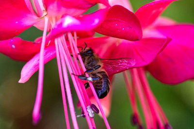 Close-up of bee pollinating on pink flower
