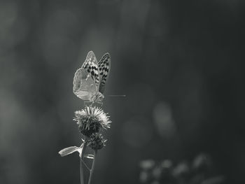 Close-up of butterfly on flower