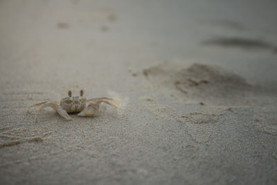 Close-up of spider on sand