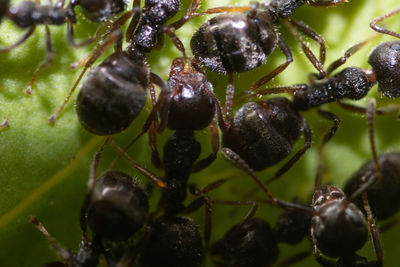 Close-up of ant on fruit
