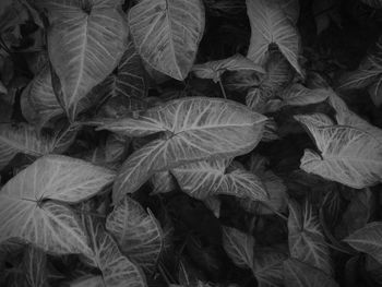 Full frame shot of leaves