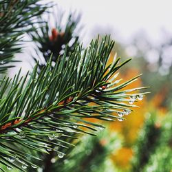 Close-up of pine tree