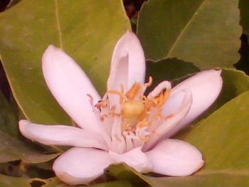 Close-up of flower blooming outdoors