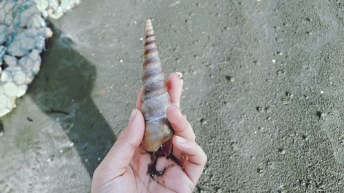 Close-up of hand holding seashell at beach