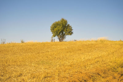 Scenic view of field against clear sky