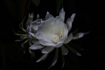 Close-up of white rose against black background