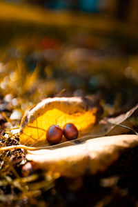 Close-up of orange leaves on land