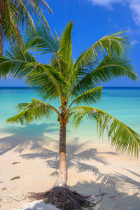 Palm tree by sea against sky