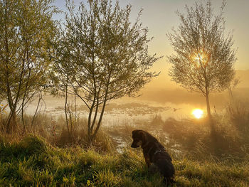 View of dog on field during sunset