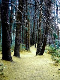 Trees in forest