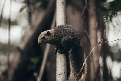 Close-up of lizard in forest