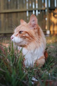 Close-up of a cat looking away