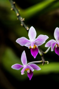 Close-up of pink flowers