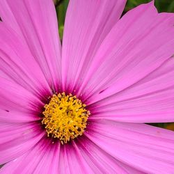 Close-up of pink flower