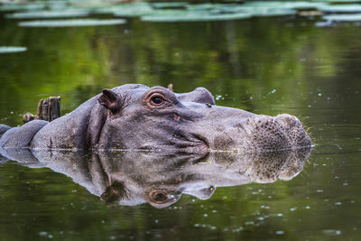 Close-up of elephant swimming in lake