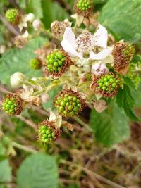 Close-up of flowering plant