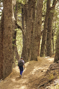 Rear view of a man walking along trees in forest