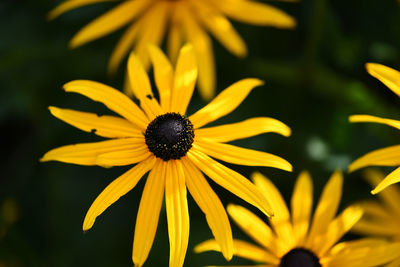 Close-up of yellow daisy flower