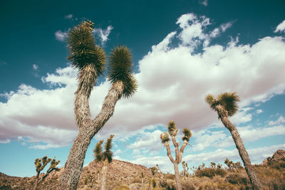 Low angle view of cactus against sky