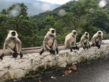 Monkeys on mountain against sky