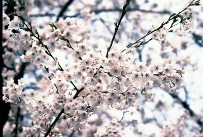 Low angle view of blooming tree against sky