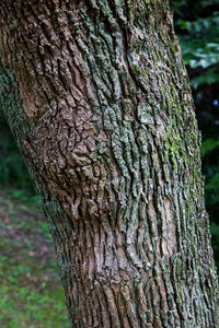 Close-up of tree trunk