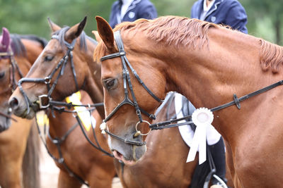 Close-up of horse in ranch