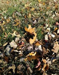 Leaves fallen on ground