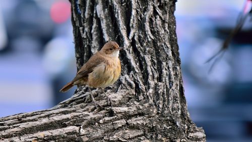 Close-up of bird perching on tree trunk