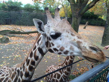 Giraffe in zoo