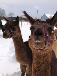 Alpacas in a field