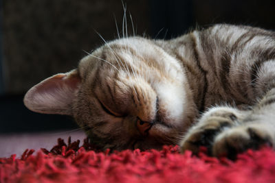 Close-up of cat sleeping on red carpet
