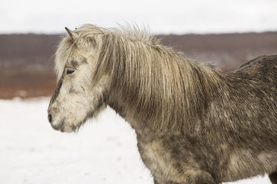 Portrait of an icelandic horse in wintertime
