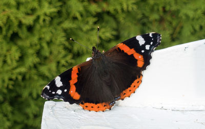 Close-up of butterfly on stem