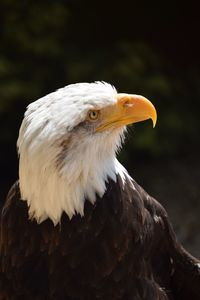 Close-up of eagle against blurred background