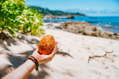 Close-up of hand holding leaf on beach