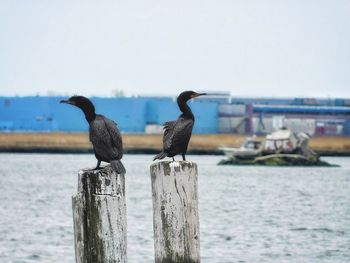 Birds perching on wooden post in sea against sky