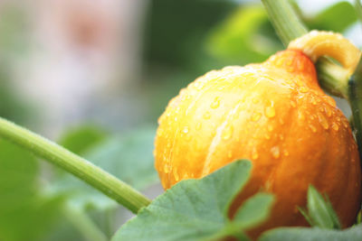 Close-up of orange flower