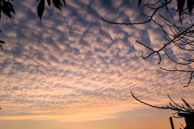 Low angle view of silhouette birds flying against sky