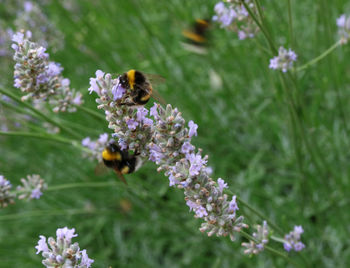 Close-up of bee pollinating on lavender