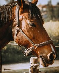 Close-up of horse in ranch