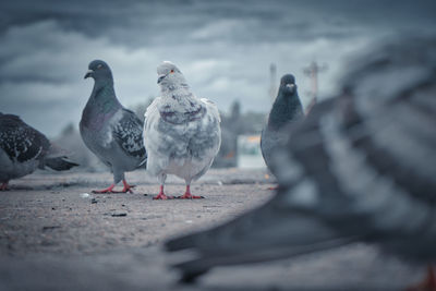 Close-up of pigeons perching on the beach