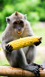 Close-up of monkey eating food