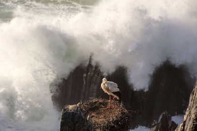 Low angle view of bird perching on rock