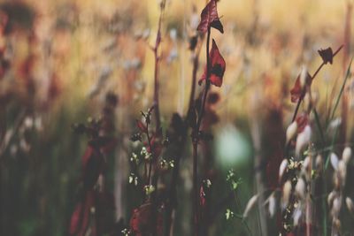 Close-up of plant growing on field