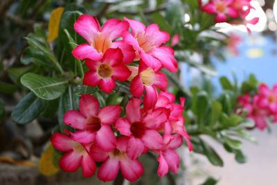 Close-up of pink flowering plant