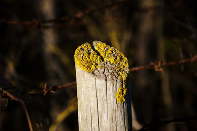 Close-up of yellow leaf on wooden post