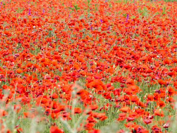 Close-up of fresh red poppy flowers blooming in field